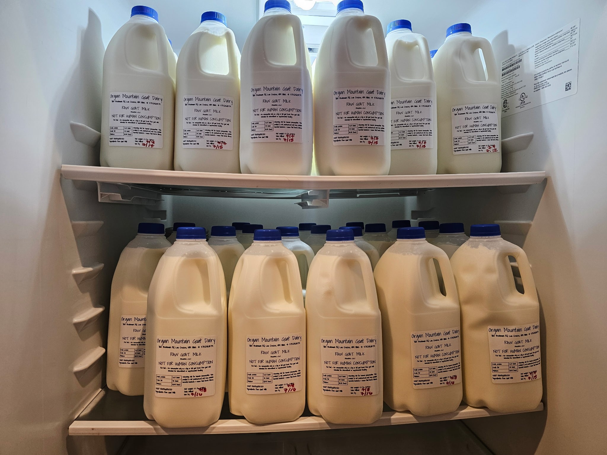 Organ Mountain Goat Dairy refrigerator fully stocked with labeled gallon jugs of fresh raw goat milk — Las Cruces, NM