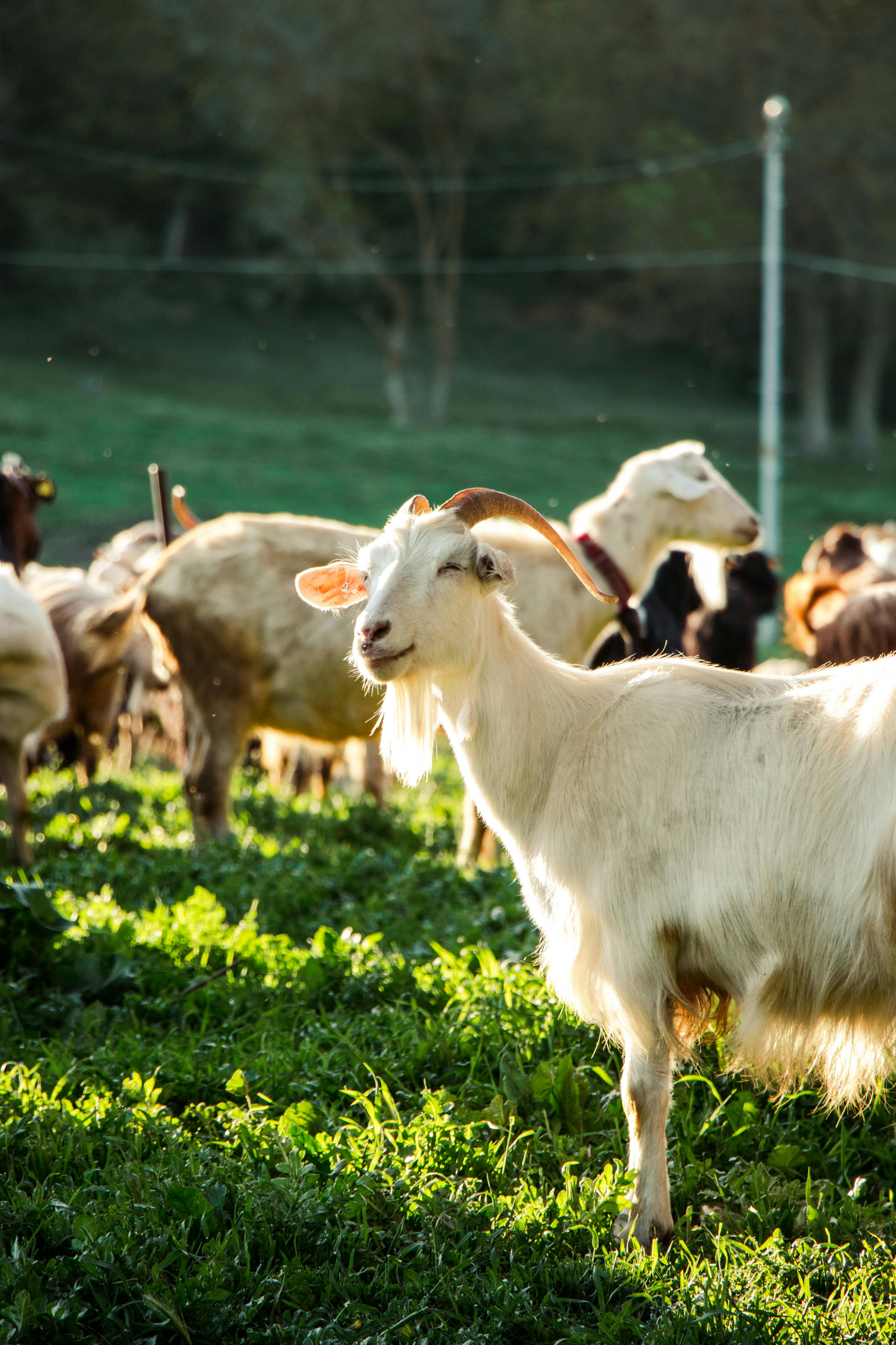 Goats grazing on a green pasture